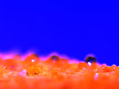 data sample under microscope