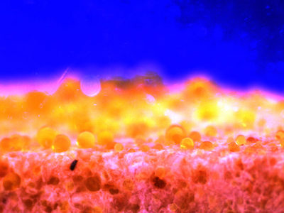 data sample under microscope