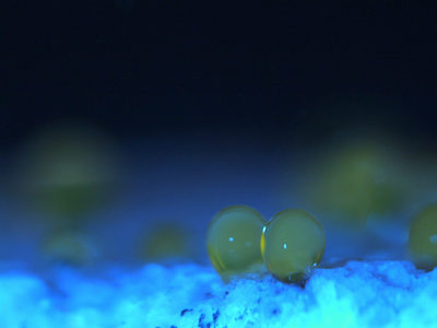 data sample under microscope